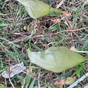  - Arum italicum var. italicum