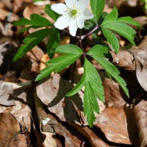 Photographie n°2475698 du taxon Anemone nemorosa L. [1753]