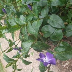 Photographie n°2475703 du taxon Vinca major subsp. major