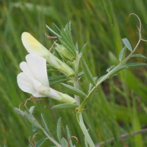 Photographie n°2475711 du taxon Vicia lutea L.