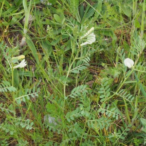 Photographie n°2475712 du taxon Vicia lutea L.