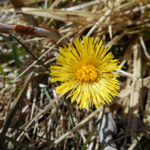 Photographie n°2475759 du taxon Tussilago farfara L. [1753]