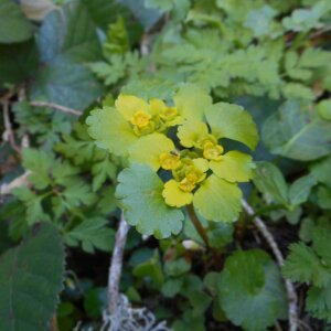 Photographie n°2475763 du taxon Caltha palustris L. [1753]