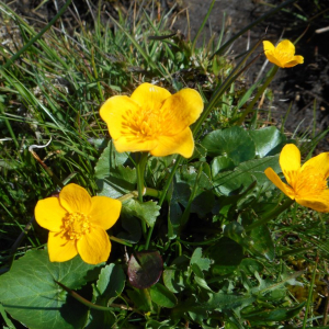 Photographie n°2475764 du taxon Caltha palustris L. [1753]