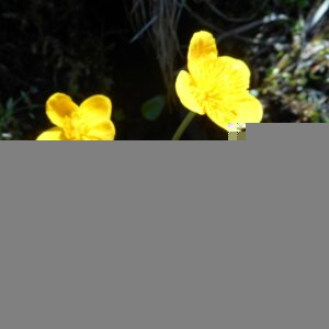 Photographie n°2475765 du taxon Caltha palustris L. [1753]