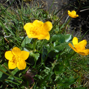 Photographie n°2475766 du taxon Caltha palustris L. [1753]