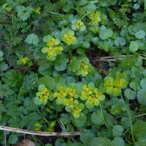 Photographie n°2475770 du taxon Chrysosplenium alternifolium L. [1753]