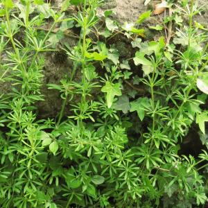 Photographie n°2475864 du taxon Galium aparine L. [1753]