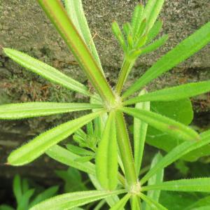 Photographie n°2475865 du taxon Galium aparine L. [1753]