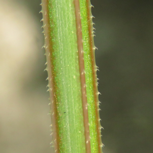 Photographie n°2475866 du taxon Galium aparine L. [1753]