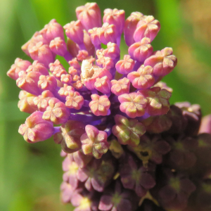 Photographie n°2475879 du taxon Muscari comosum (L.) Mill. [1768]