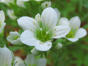 Unabelle, le 23 avril 2021 (Sainte-Marguerite-Lafigère)