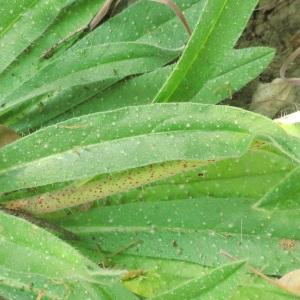 Photographie n°2475934 du taxon Echium vulgare L. [1753]