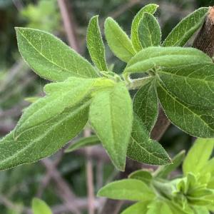 Photographie n°2475996 du taxon Vitex agnus-castus L. [1753]