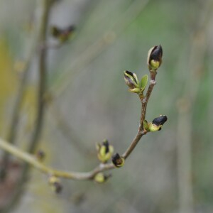 Photographie n°2476010 du taxon Alnus cordata (Loisel.) Duby