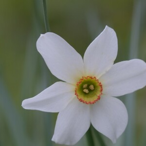 Photographie n°2476016 du taxon Narcissus poeticus L.