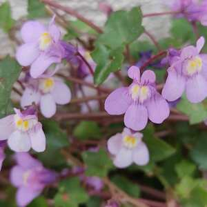  - Cymbalaria muralis G.Gaertn., B.Mey. & Scherb. [1800]