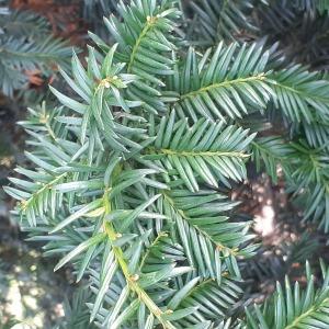 Photographie n°2476070 du taxon Taxus baccata L. [1753]