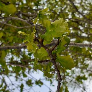 Photographie n°2476081 du taxon Quercus robur L. [1753]