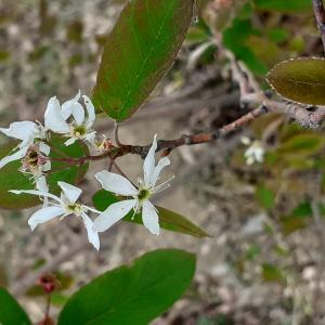  - Amelanchier ovalis subsp. embergeri Favarger & Stearn [1983]