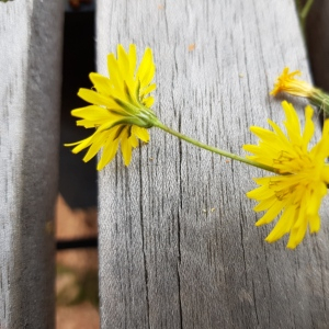 Photographie n°2476110 du taxon Crepis sancta (L.) Bornm. [1913]