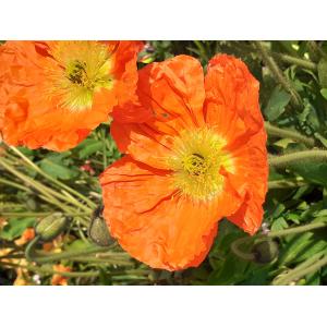 Papaver croceum Ledeb. (Pavot d'Islande)