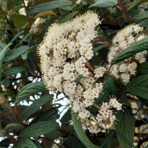 Photographie n°2476131 du taxon Viburnum rhytidophyllum Hemsl. [1888]