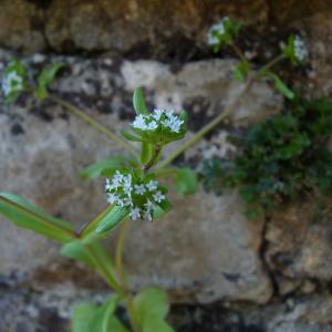 Photographie n°2476269 du taxon Valerianella locusta (L.) Laterr. [1821]