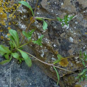 Photographie n°2476271 du taxon Valerianella locusta (L.) Laterr. [1821]