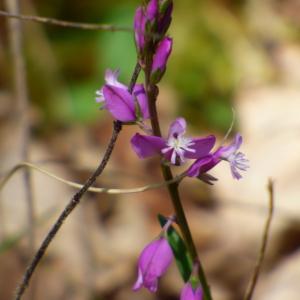Photographie n°2476272 du taxon Buglossoides purpurocaerulea (L.) I.M.Johnst. [1954]