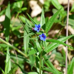 Photographie n°2476273 du taxon Buglossoides purpurocaerulea (L.) I.M.Johnst. [1954]