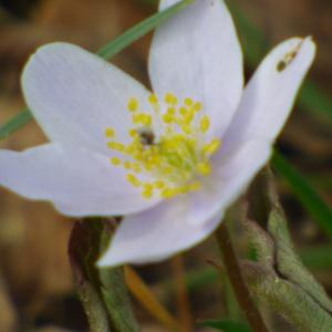 Photographie n°2476313 du taxon Anemone nemorosa L. [1753]