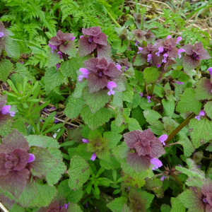 Photographie n°2476353 du taxon Lamium purpureum L.