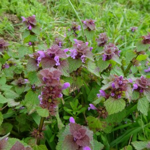 Photographie n°2476354 du taxon Lamium purpureum L.