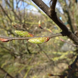 Photographie n°2476358 du taxon Carpinus betulus L.