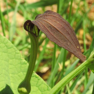 Photographie n°2476397 du taxon Aristolochia rotunda L. [1753]