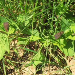 Photographie n°2476398 du taxon Aristolochia rotunda L. [1753]