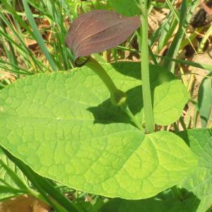 Photographie n°2476401 du taxon Aristolochia rotunda L. [1753]