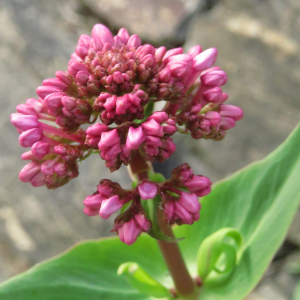 Photographie n°2476412 du taxon Centranthus ruber subsp. ruber