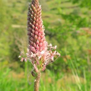 Photographie n°2476444 du taxon Plantago media L.