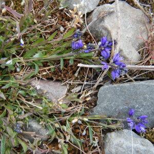 Photographie n°2476524 du taxon Polygala vulgaris L. [1753]