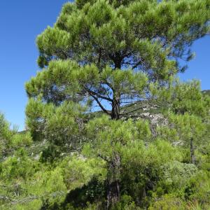 Photographie n°2476558 du taxon Pinus halepensis Mill. [1768]