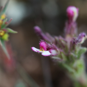 Photographie n°2476571 du taxon Parentucellia latifolia (L.) Caruel