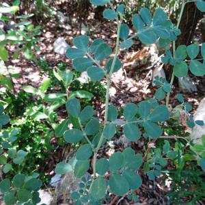 Photographie n°2476614 du taxon Coronilla minima L. [1756]