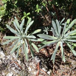 Photographie n°2476636 du taxon Euphorbia characias L. [1753]