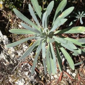 Photographie n°2476637 du taxon Euphorbia characias L. [1753]