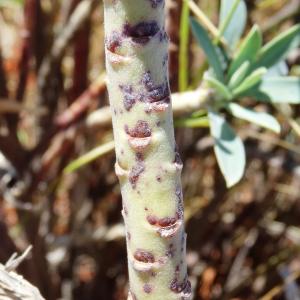 Photographie n°2476650 du taxon Euphorbia characias L. [1753]