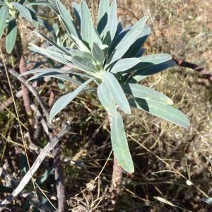 Photographie n°2476652 du taxon Euphorbia characias L. [1753]