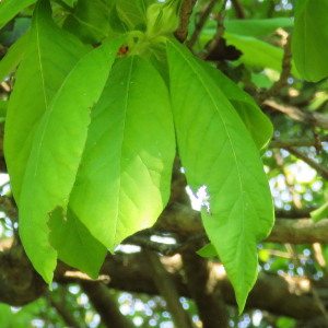 Photographie n°2476695 du taxon Crataegus germanica (L.) Kuntze