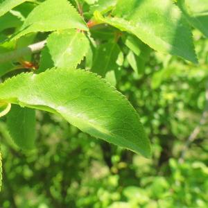 Photographie n°2476704 du taxon Prunus domestica L. [1753]